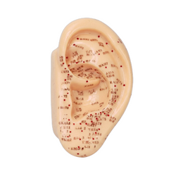 Ear Model 5