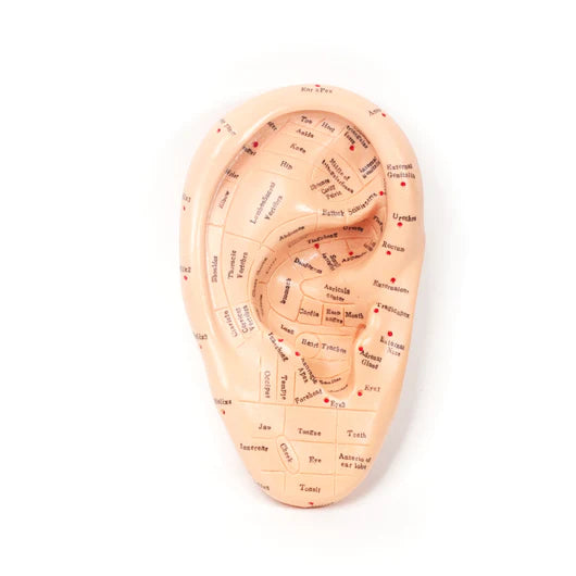 Ear Zone Model 6.7