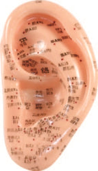Ear Model 5