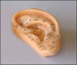 Ear Model 5