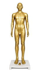 Human Acupuncture Model Male 33