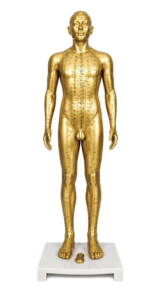 Human Acupuncture Model Male 33