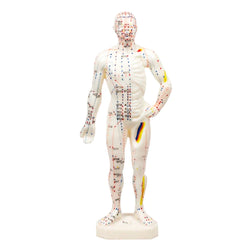 Human Acupuncture Model 11