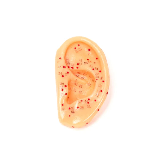 Ear Model 3