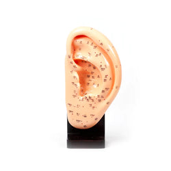Ear Model 9