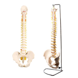 Life-size Vertebral Column Model