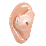 Ear Model 5" English