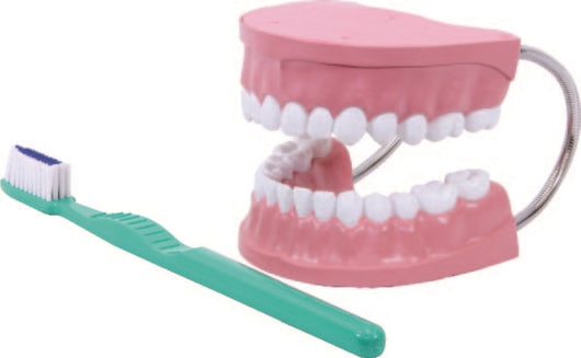Giant Tooth Brushing Model